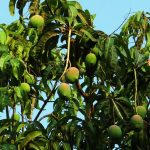 Mango Baum